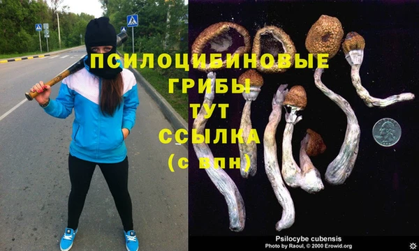 крисы Алзамай